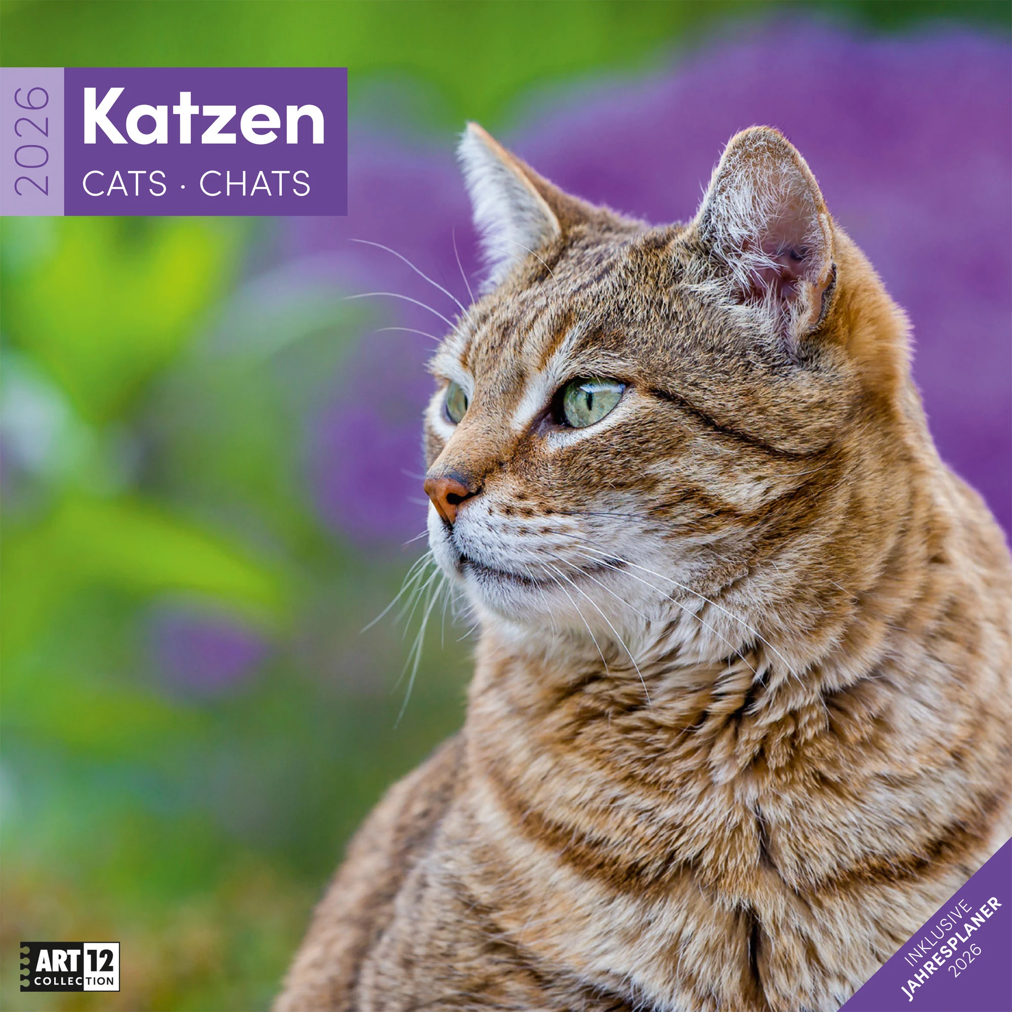 ACKERMANN Bildkalender 2027 4720 Katzen ML 30x30cm